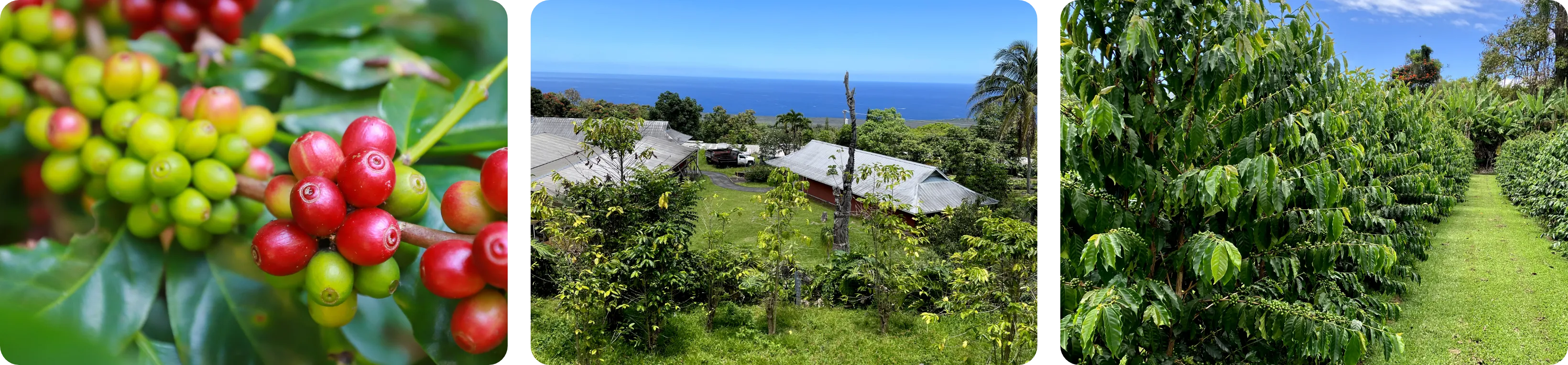 ハワイ100%コーヒー